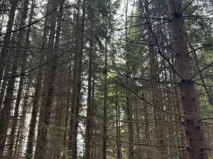 Prodej podílu lesa, Předín, 3446 m2