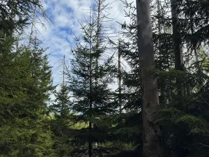 Prodej podílu lesa, Předín, 3446 m2