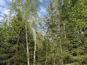 Prodej podílu lesa, Předín, 3446 m2