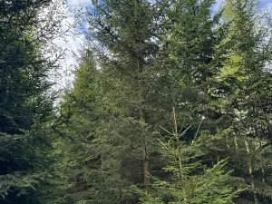 Prodej podílu lesa, Předín, 3446 m2