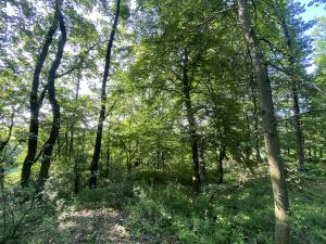 Prodej lesa, Roštění, 2228 m2