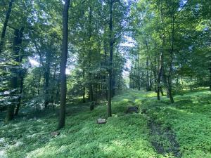 Prodej lesa, Roštění, 2228 m2