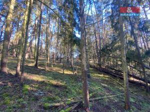 Prodej lesa, Všehrdy, 2484 m2
