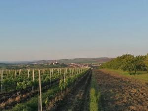 Prodej sadu/vinice, Lednice, 1200 m2