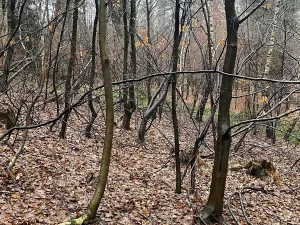 Prodej lesa, Velká Polom, 3342 m2