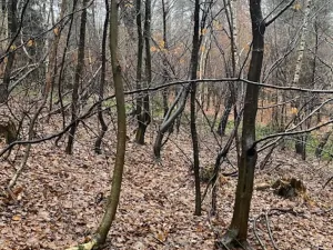 Prodej lesa, Velká Polom, 4640 m2