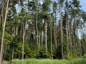 Prodej podílu lesa, Horní Radouň, 8098 m2