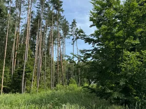 Prodej podílu lesa, Horní Radouň, 8098 m2