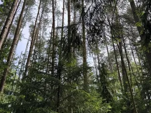 Prodej podílu lesa, Horní Radouň, 8098 m2