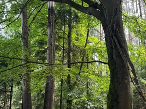 Prodej podílu lesa, Horní Radouň, 8098 m2
