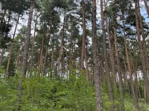 Prodej podílu lesa, Bavorov, 11201 m2