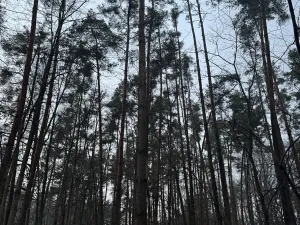 Prodej podílu lesa, Břehy, 5148 m2