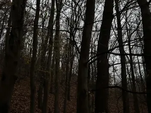 Prodej podílu lesa, Praha, 4596 m2