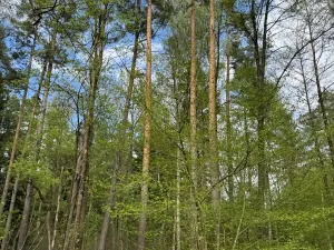 Prodej podílu pozemku, Stříbřec, 5449 m2