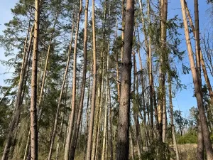 Prodej lesa, Louňovice pod Blaníkem, 4236 m2