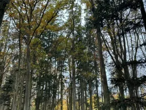 Prodej podílu lesa, Dolní Lukavice, 7998 m2