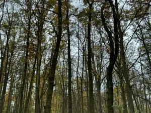 Prodej podílu lesa, Dolní Lukavice, 7998 m2