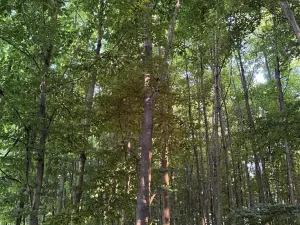 Prodej lesa, Vlašim, 3990 m2