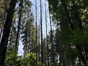 Prodej podílu lesa, Liberk, 5585 m2