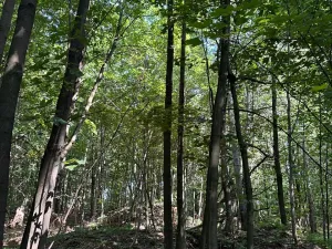 Prodej podílu lesa, Liberk, 5585 m2