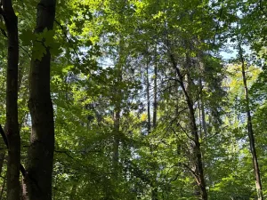 Prodej podílu lesa, Liberk, 5585 m2