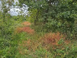 Prodej zahrady, Borek, 3737 m2