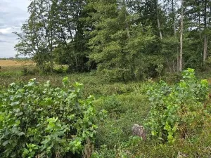 Prodej zahrady, Borek, 3737 m2