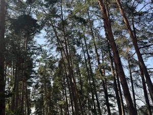 Prodej podílu lesa, Volenice, 3827 m2