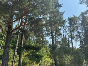 Prodej podílu lesa, Volenice, 3827 m2