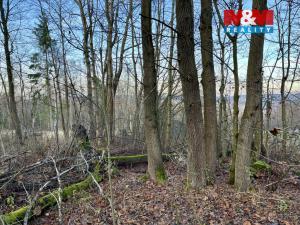 Prodej lesa, Borovnice, 38344 m2