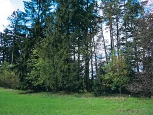 Prodej lesa, Nová Bystřice, 3201 m2