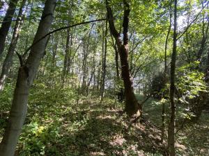 Prodej pozemku, Lánov - Horní Lánov, 1080 m2