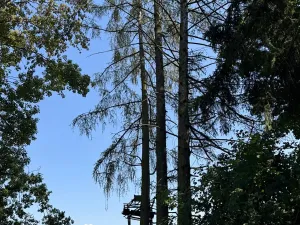 Prodej lesa, Bolehošť, 3558 m2