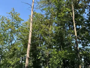 Prodej lesa, Bolehošť, 3558 m2