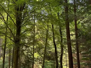 Prodej lesa, Ločenice, 16414 m2