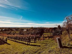 Prodej vinného sklepa, Velké Bílovice, 100 m2