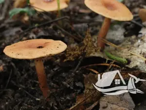 Prodej bytu 2+kk, Bansko, Bulharsko, 67 m2