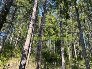 Prodej lesa, Nýdek, 16920 m2