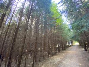 Prodej lesa, Lánov - Horní Lánov, 12297 m2