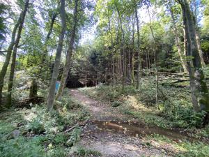 Prodej lesa, Lánov - Horní Lánov, 12297 m2