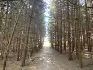 Prodej lesa, Lánov - Horní Lánov, 12297 m2