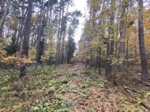 Prodej lesa, Srbice - Těšovice, 2923 m2