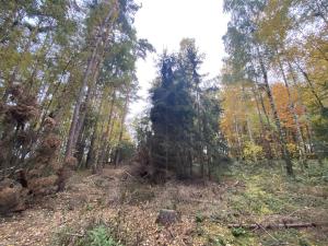 Prodej lesa, Srbice - Těšovice, 2923 m2