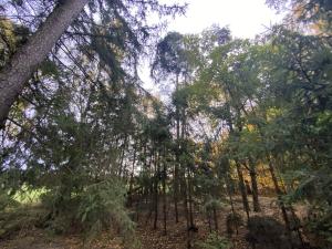 Prodej lesa, Srbice - Těšovice, 2923 m2