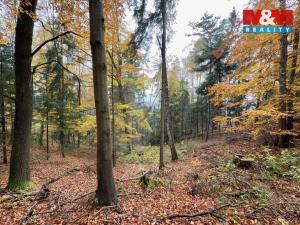 Prodej lesa, Jestřebí, 6855 m2