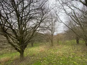 Dražba lesa, Šarovy, 11619 m2