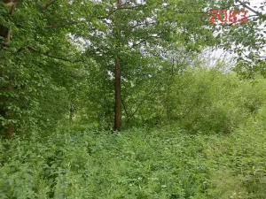 Prodej lesa, Popelín, 2730 m2