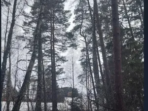 Prodej lesa, Kojčice, 1102 m2