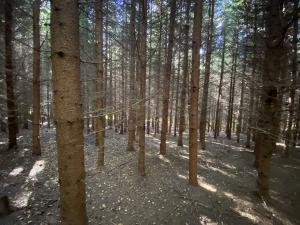 Prodej lesa, Lánov - Horní Lánov, 15996 m2