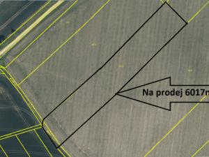 Prodej pole, Provodov-Šonov - Šonov u Nového Města nad Metují, 6017 m2